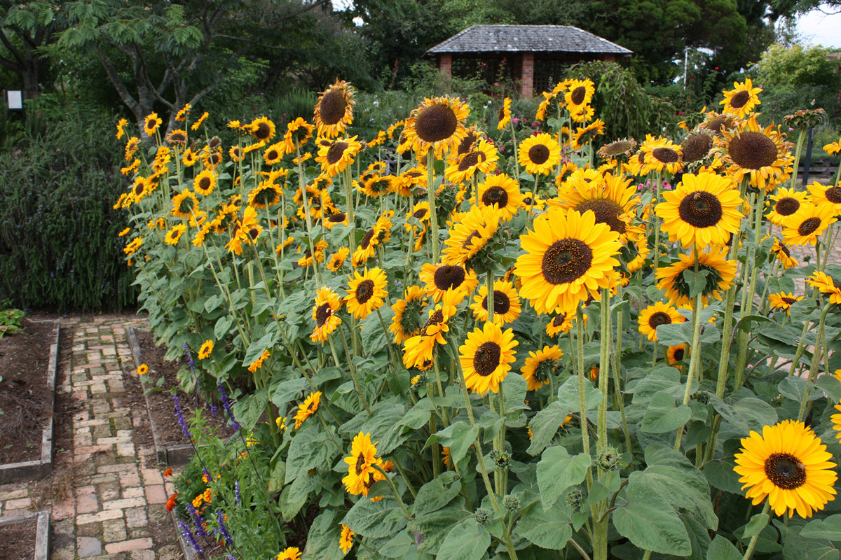 Helianthus annuus (4).jpg